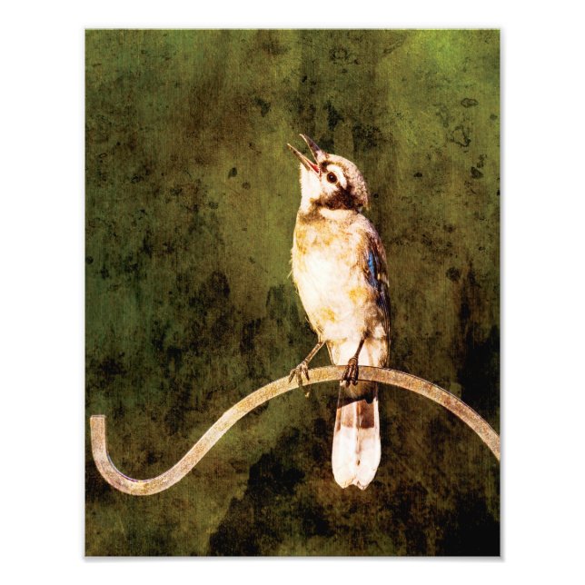 Impression Photo Blue Jay Wall Art Print  (Devant)