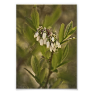 Impression Photo Blueberry 585