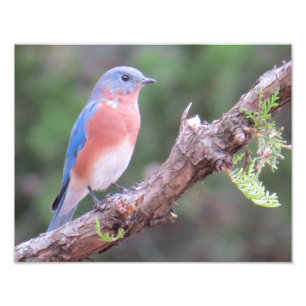 Impression Photo Bluebird