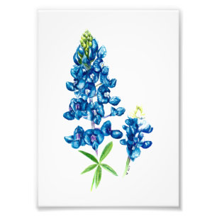 Impression Photo Bluebonnet