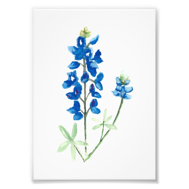 Impression Photo Bluebonnet 6 (Devant)