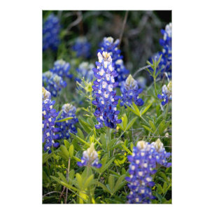 Impression Photo Bluebonnet de Texas