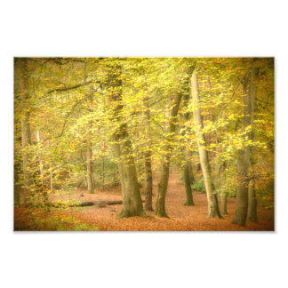 Impression Photo Bois d'automne (4364)