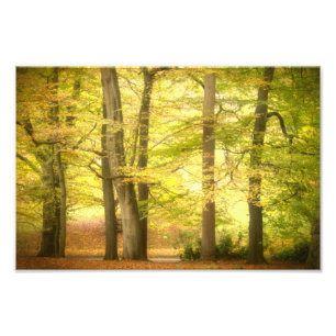 Impression Photo Bois d'automne (4391) 