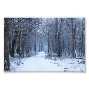 Impression Photo Bois écossais de jacinthe des bois en hiver