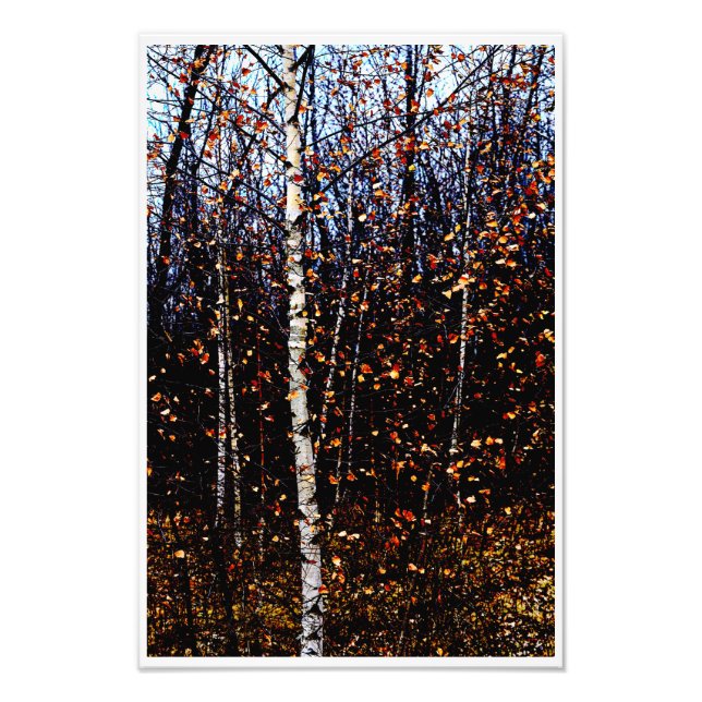 Impression Photo Boisier blanc spectaculaire Feuilles d'automne col (Devant)