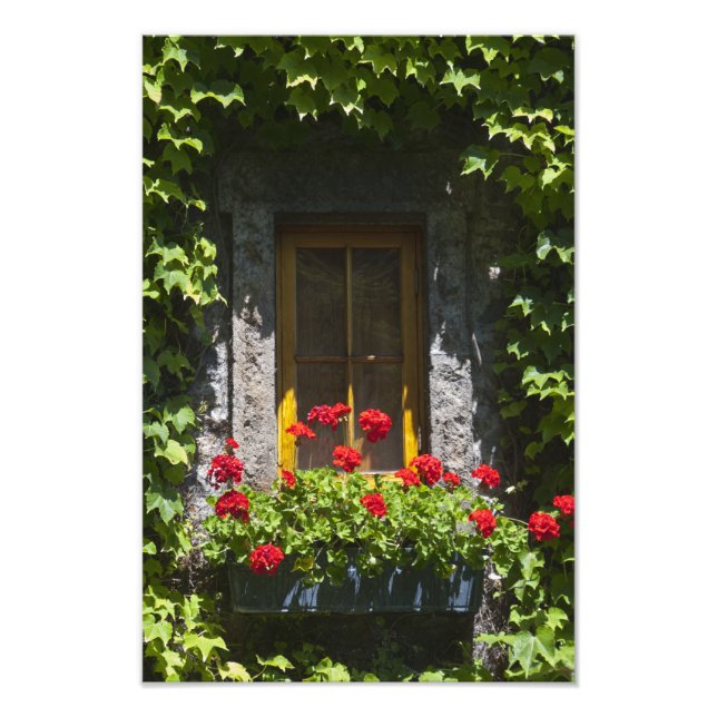 Impression Photo Boîte de fenêtre Fleurs de géranium rouge (Devant)