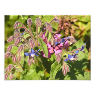 Impression Photo Borage (Borago officinalis)