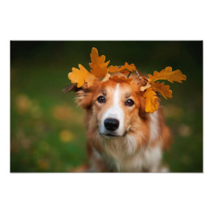 Impression Photo Border collie rouge avec une guirlande de feuille