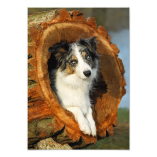 Impression Photo Bordure Collie Blue Merle Dog - Papier