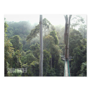 Impression Photo Borneo forêt tropicale jungle arbres Sabah