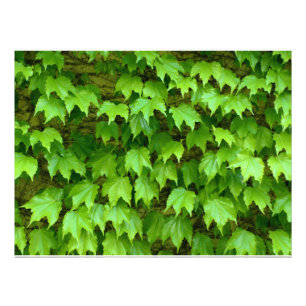 Impression Photo Boston Ivy