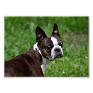 Impression Photo Boston terrier