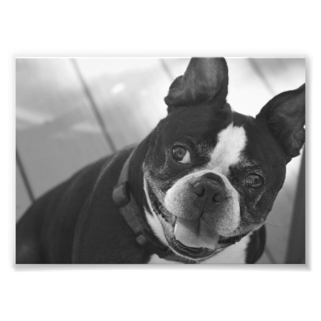 Impression Photo Boston terrier (Devant)