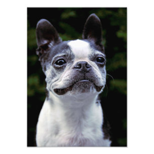 Impression Photo Boston Terrier, couleur,