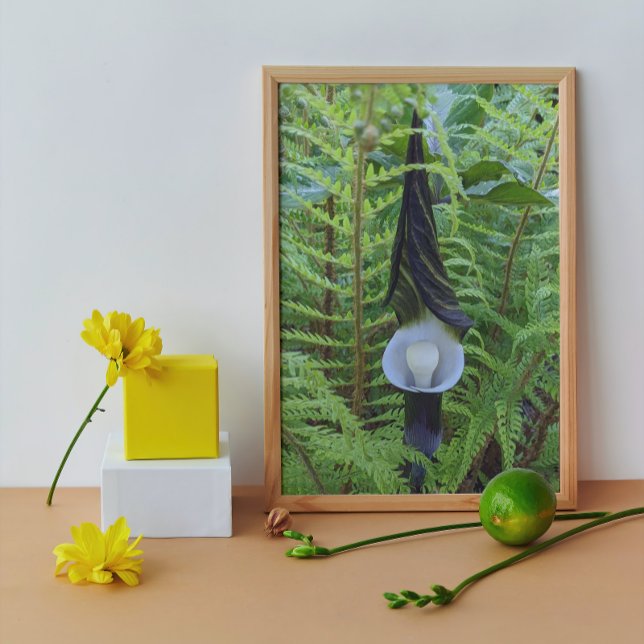 Impression Photo Botanique du Plante Jack-in-the-Pulpit de Woodland (In Situ Framed)