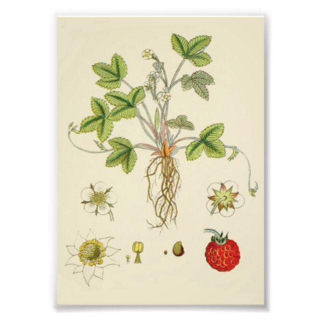 Impression Photo Botanique Plante de fraise sauvage (Devant)