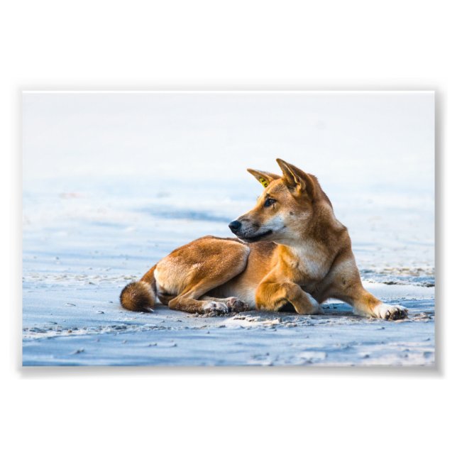 Impression Photo Bouche de Dingo sur la plage, Fraser Island Austra (Devant)