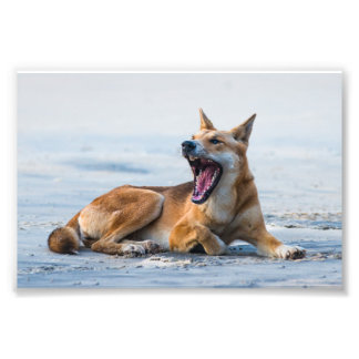 Impression Photo Bouche Dingo ouverte large, Fraser Island Australi