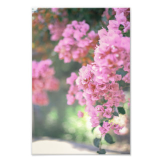 Impression Photo Bougainvillea
