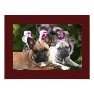 Impression Photo Bouledogue français été French Bulldog