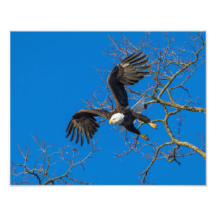 Impression Photo Boulon d'aigle