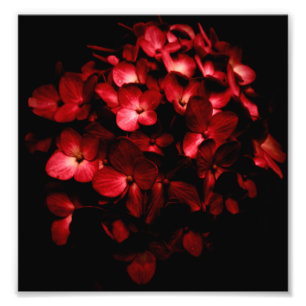 Impression Photo Bouquet de fleurs rouges en noir Arrière - plan ph