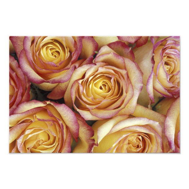 Impression Photo Bouquet de roses (Devant)