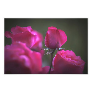 Impression Photo Bouquet de roses roses (paysage)