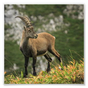 Impression Photo Bouquetin sauvage alpin, de capra, ou steinbock