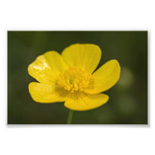 Impression Photo Bouton de prairie