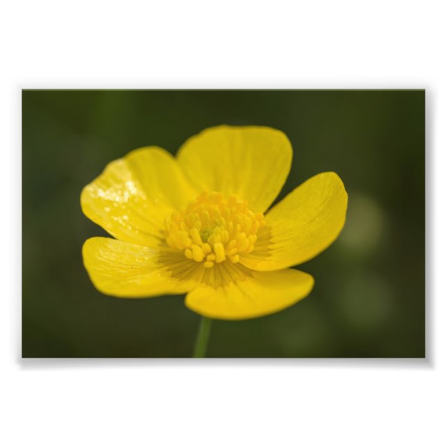 Impression Photo Bouton de prairie (Devant)