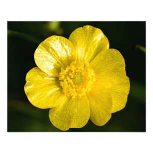 Impression Photo Bouton de prairie