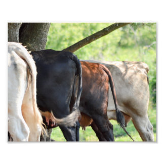 Impression Photo Boutons de vache