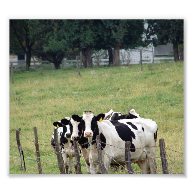 Impression Photo Bovins laitiers Amish (Devant)