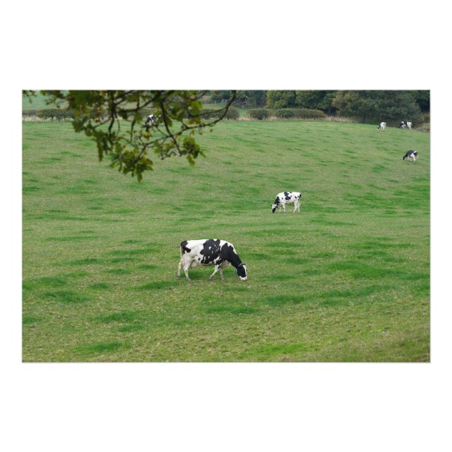 Impression Photo Bovins laitiers dans la campagne anglaise (Devant)