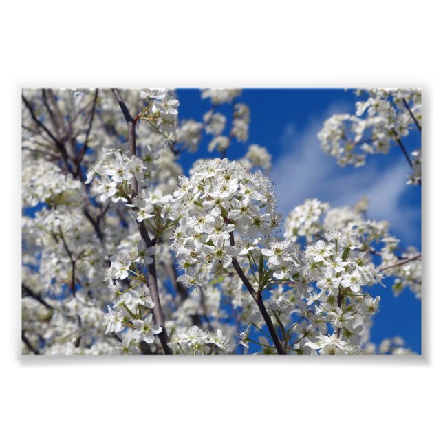 Impression Photo Bradford Pear Blooms (Devant)