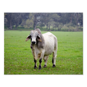 Impression Photo Brahman (alias Brahma) Bull dans Field