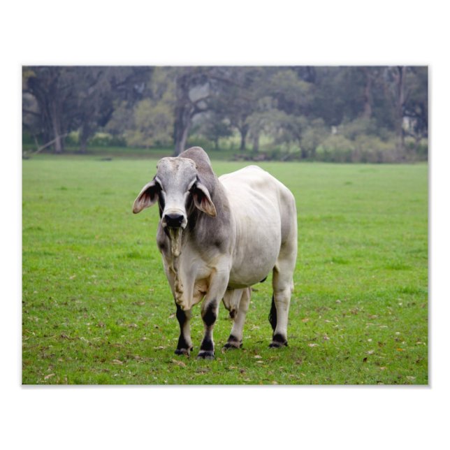 Impression Photo Brahman (alias Brahma) Bull dans Field (Devant)