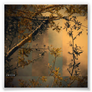 Impression Photo Branche d'arbre