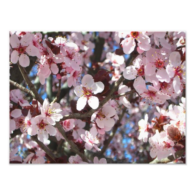 Impression Photo Branche de fleurs roses Printemps Floral (Devant)