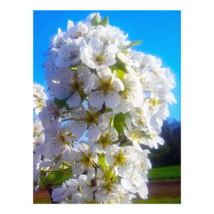 Impression Photo Branche florissante d'une poire