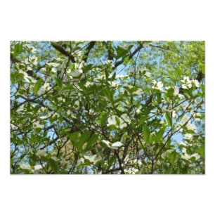 Impression Photo Branche of Dogwood Blossoms Spring Trees