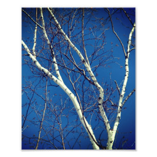 Impression Photo Branches d'arbre de bouleau blanc contre le ciel b