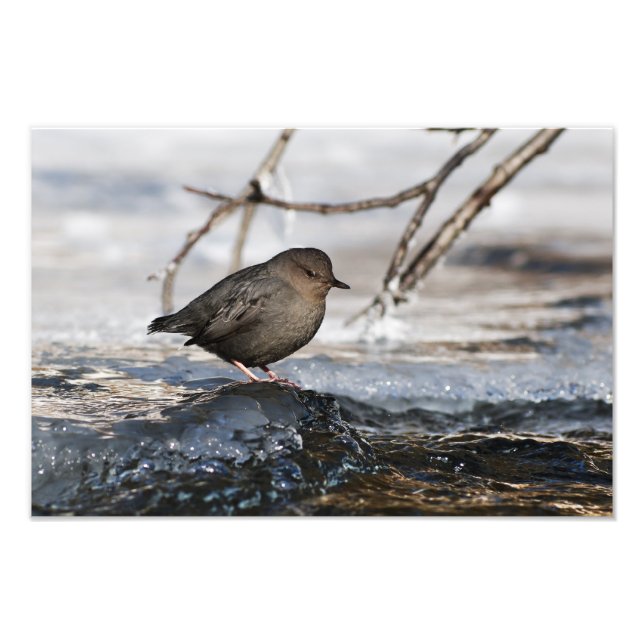 Impression Photo Brave American Dipper (Devant)