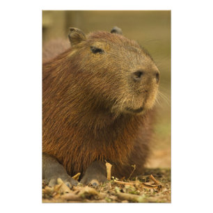 Impression Photo Brésil, Pantanal, Matto Grosso. Capybara