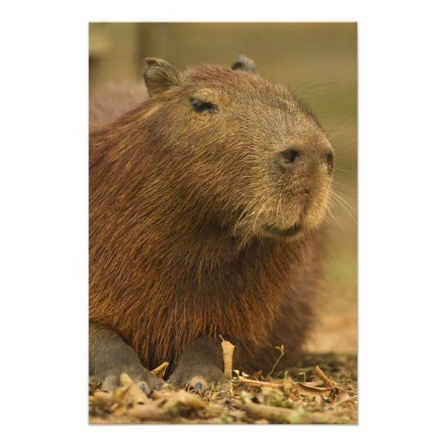 Impression Photo Brésil, Pantanal, Matto Grosso. Capybara (Devant)