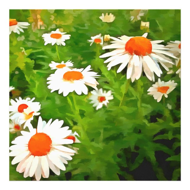 Impression Photo Bright Colorful Jardin blanc pâle marguerites v4b