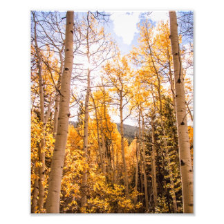 Impression Photo Bright Fall Aspen Feuilles