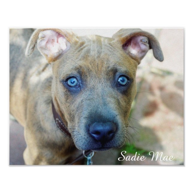 Impression Photo Brindle Pit Bull Puppy par Shirley Taylor (Devant)